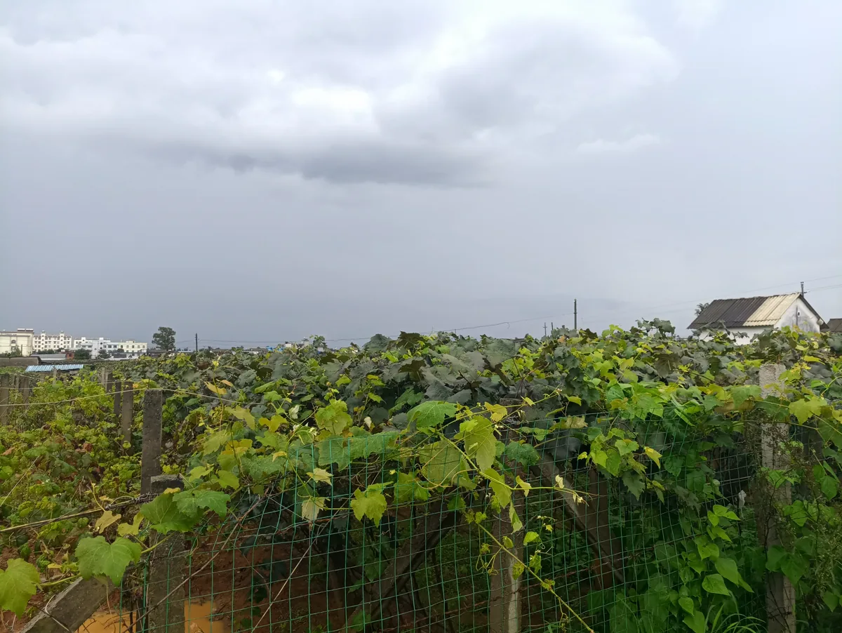 Vineyards around Mile — Rose Honey grapes, gone from France, still grown here